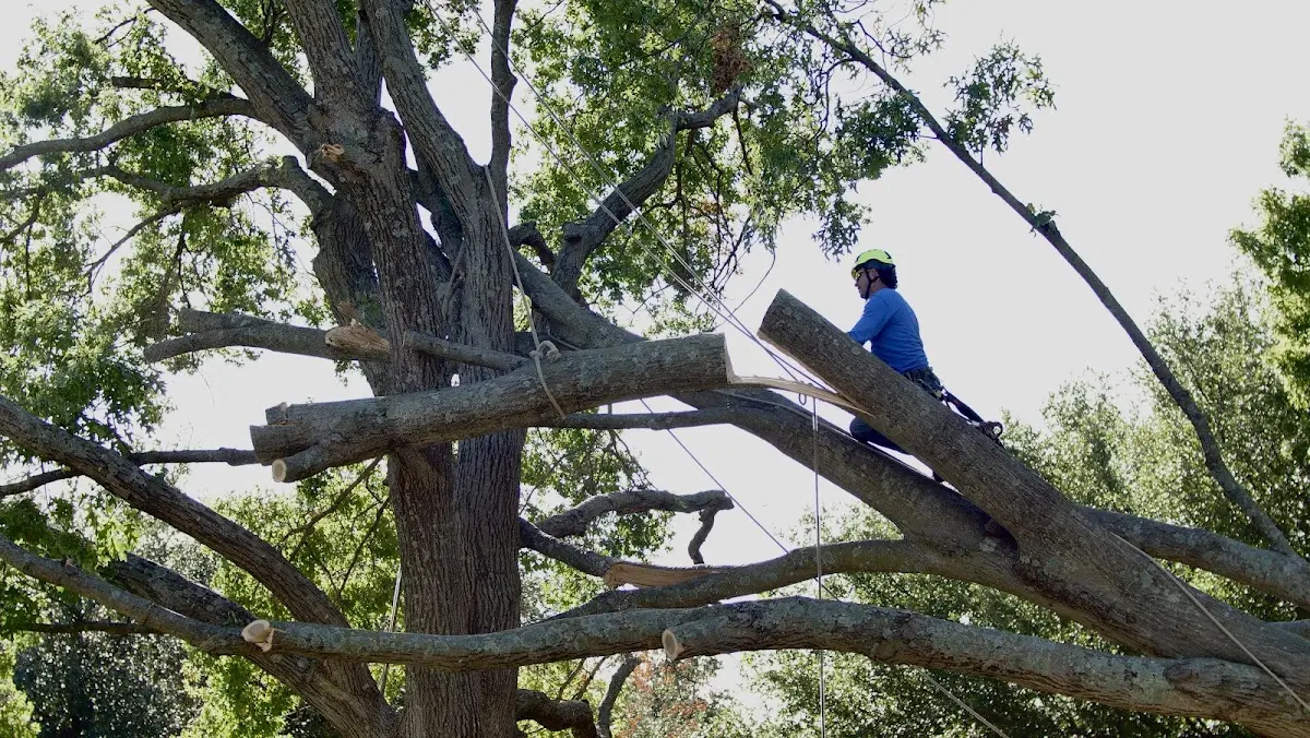 Professional Hazardous Tree Removal performed by certified arborists in Millbrae