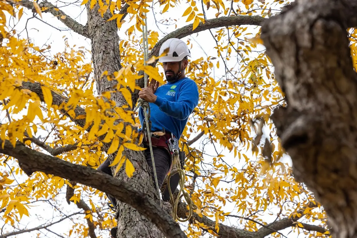 Skilled Tree Trimming crew working in Millbrae